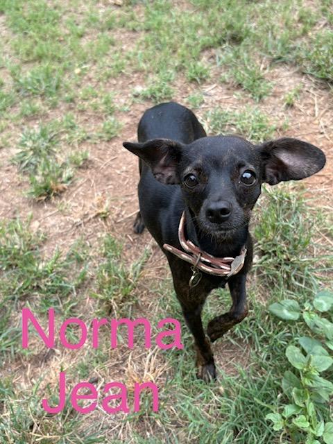 Norma Jean, Adopted, Young Female Chihuahua & Mixed Breed.