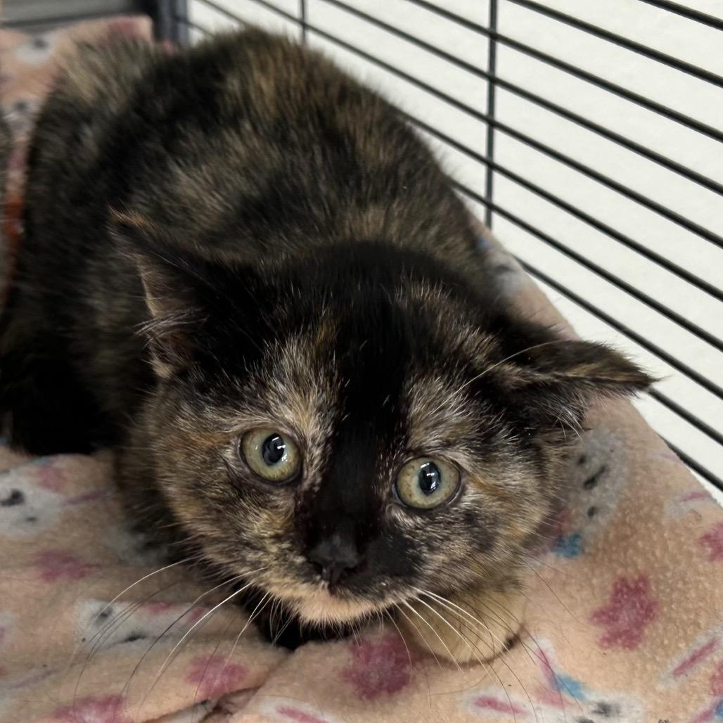 Enlarge Truffle, a Adoptable mixed breed in Hannibal, MO image 1/1