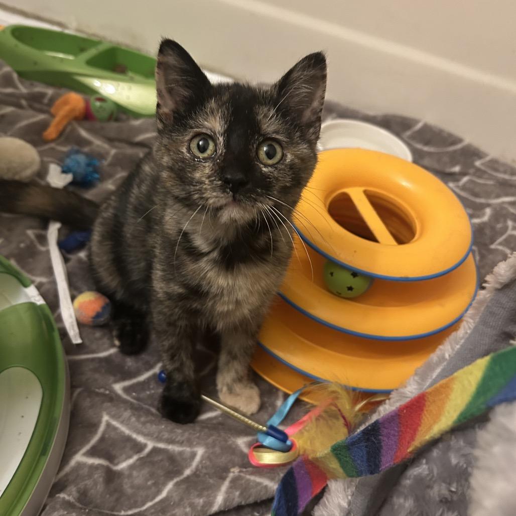 Truffle, Adoptable, Kitten Female Domestic Short Hair & Domestic Short Hair.