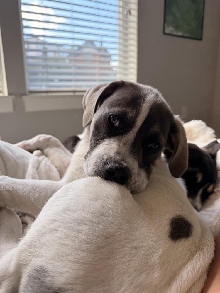 Butter, Adoptable, Puppy Female Great Pyrenees & Pit Bull Terrier.