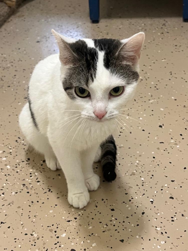 Enlarge Precious, a Adoptable mixed breed in Troy, MO image 4/4