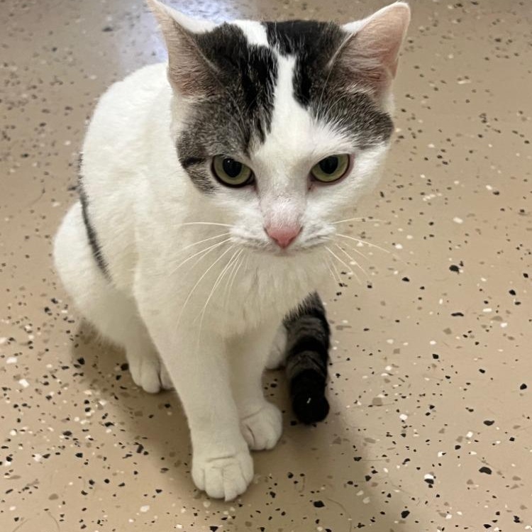 Enlarge Precious, a Adoptable mixed breed in Troy, MO image 4/4