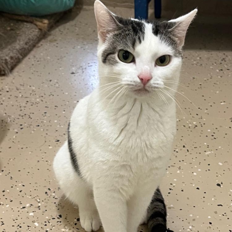 Enlarge Precious, a Adoptable mixed breed in Troy, MO image 2/4