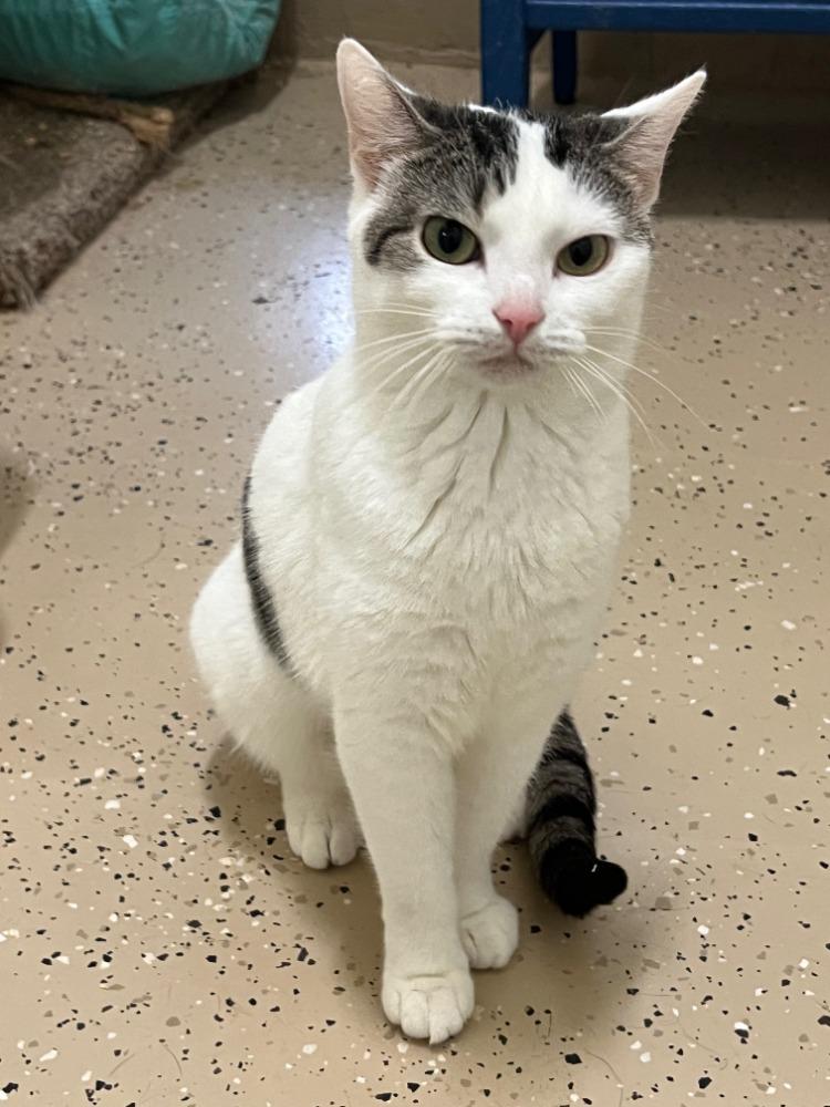 Enlarge Precious, a Adoptable mixed breed in Troy, MO image 2/4