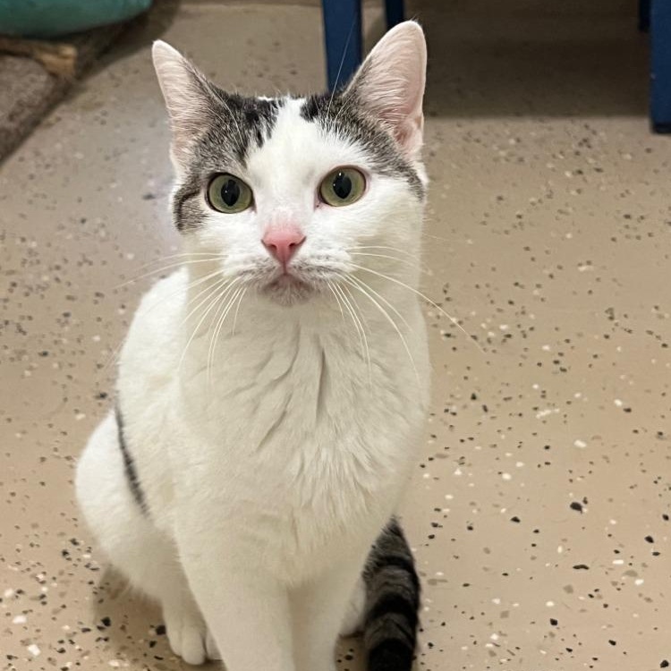 Enlarge Precious, a Adoptable mixed breed in Troy, MO image 1/4