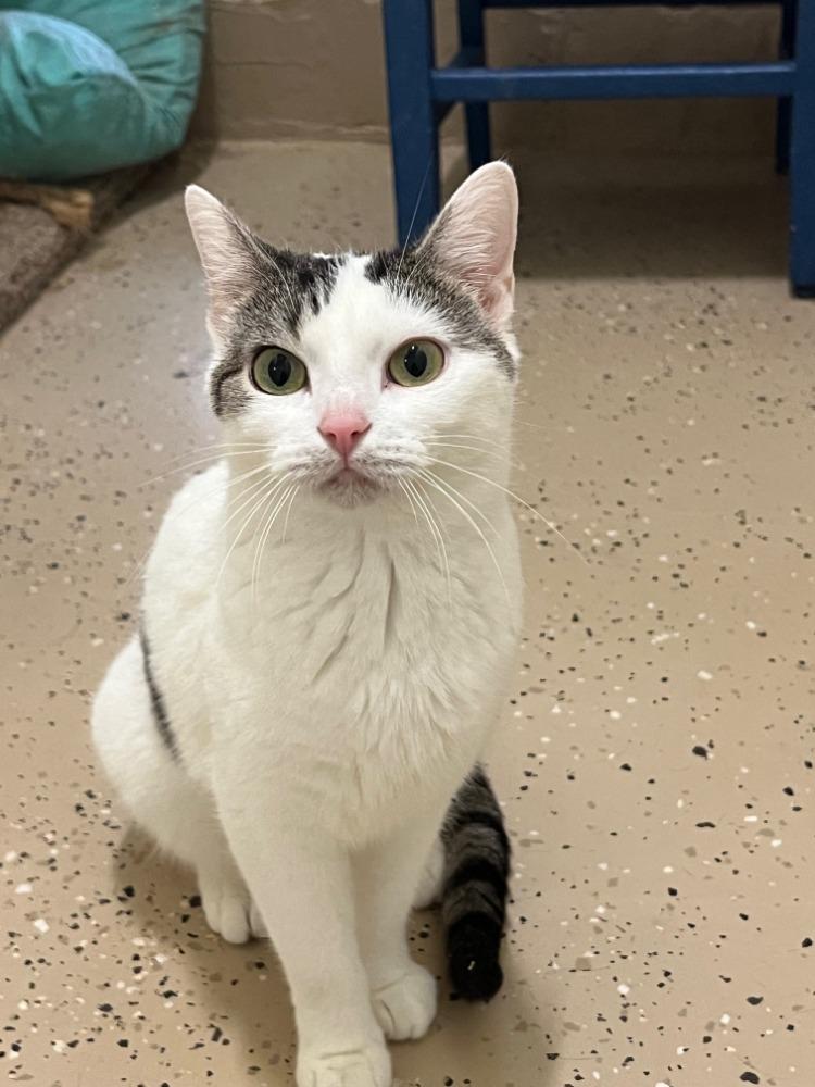 Enlarge Precious, a Adoptable mixed breed in Troy, MO image 1/4