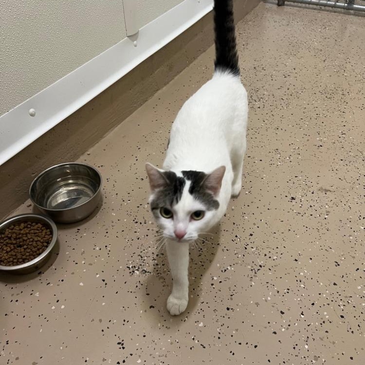 Enlarge Precious, a Adoptable mixed breed in Troy, MO image 3/4