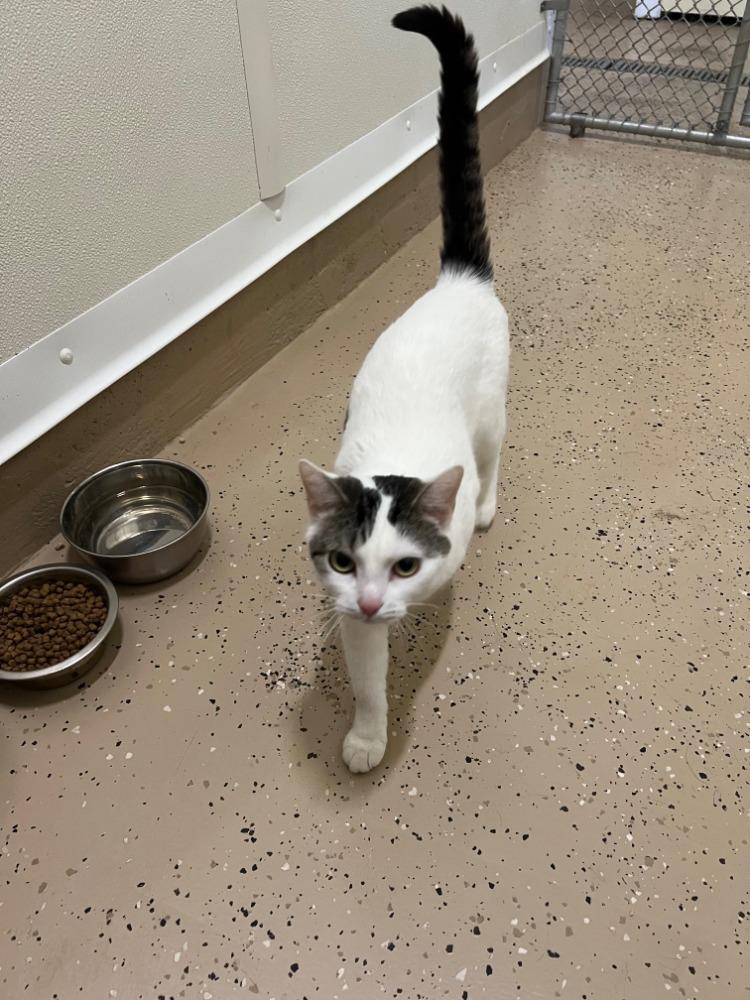 Enlarge Precious, a Adoptable mixed breed in Troy, MO image 3/4