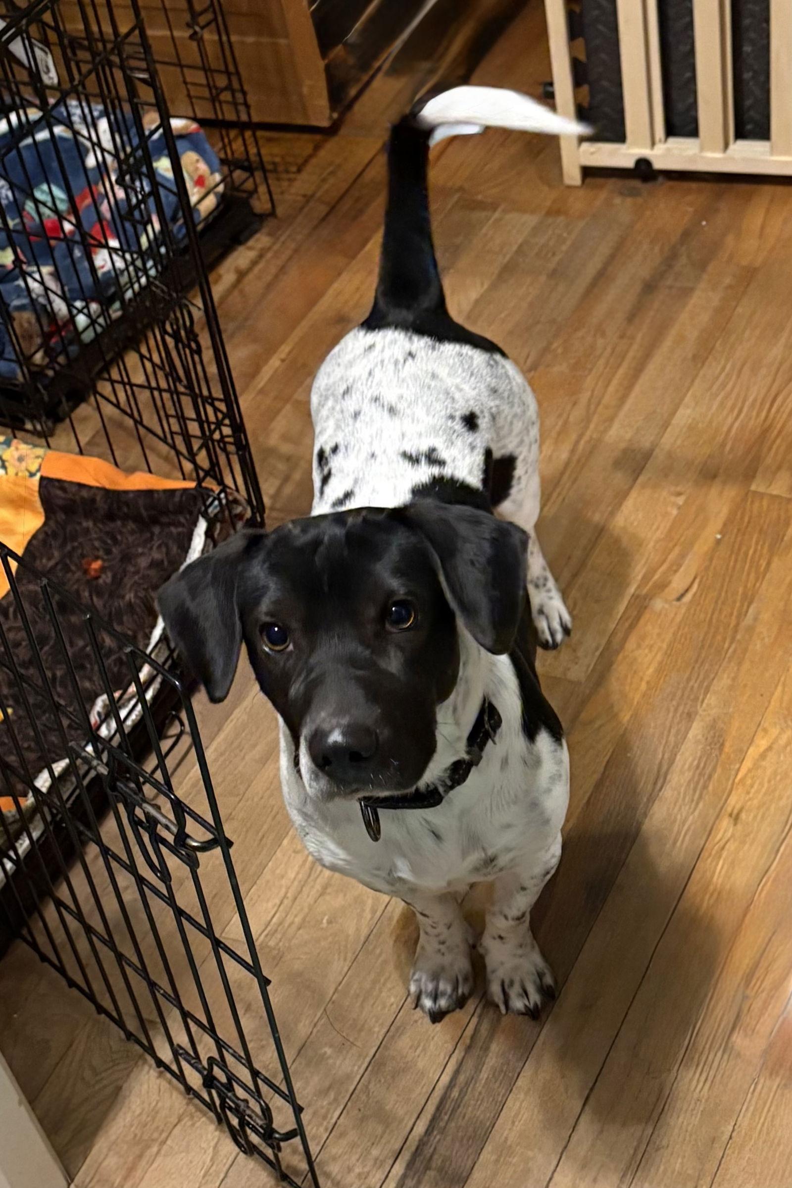 Chopper, Adoptable, Adult Male Basset Hound.