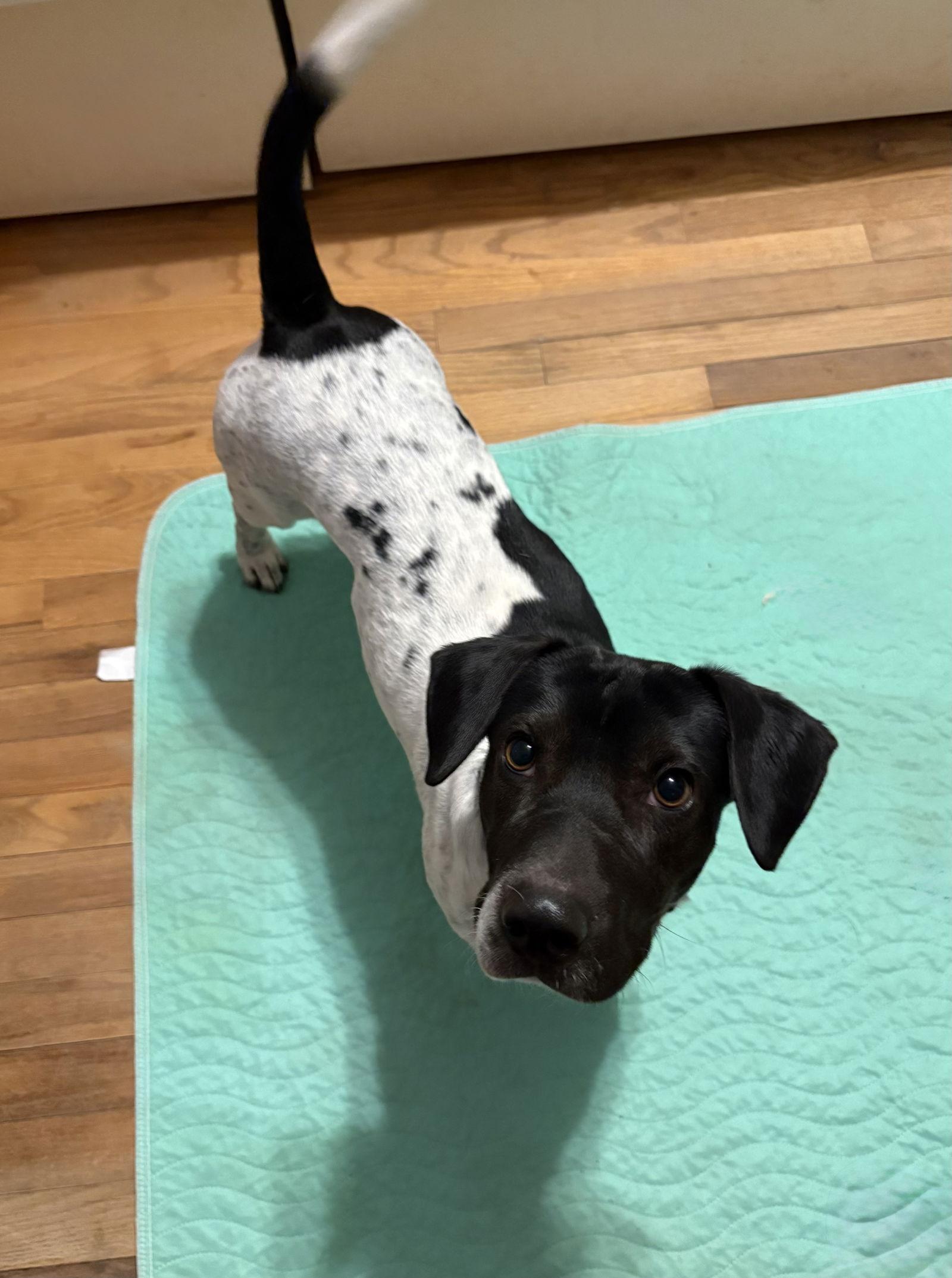 Chopper, a Adoptable Basset Hound in Omaha, NE image 2/3