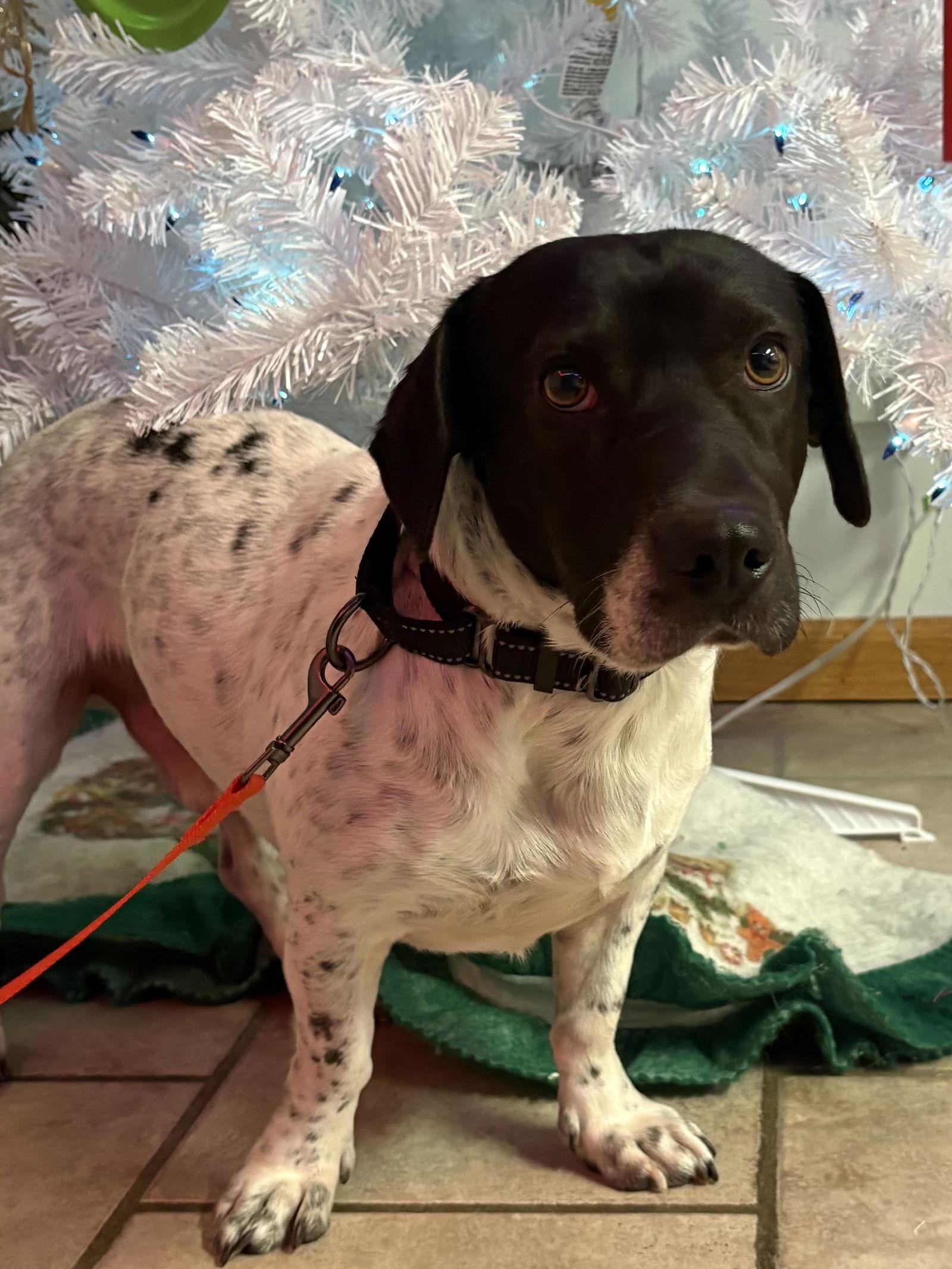 Chopper, a Adoptable Basset Hound in Omaha, NE image 3/3