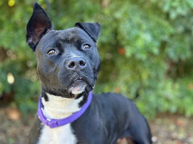 CLEMENTINE, Adoptable, Adult Female Staffordshire Bull Terrier.
