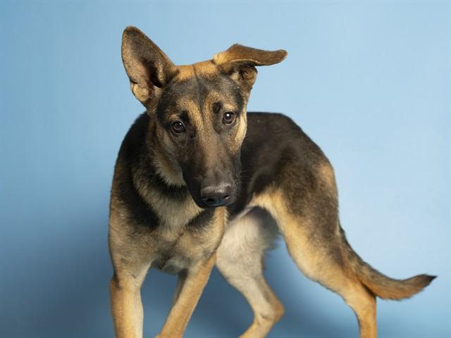 Enlarge TAMERA, a Adoptable German Shepherd Dog in Phoenix, AZ image 1/1