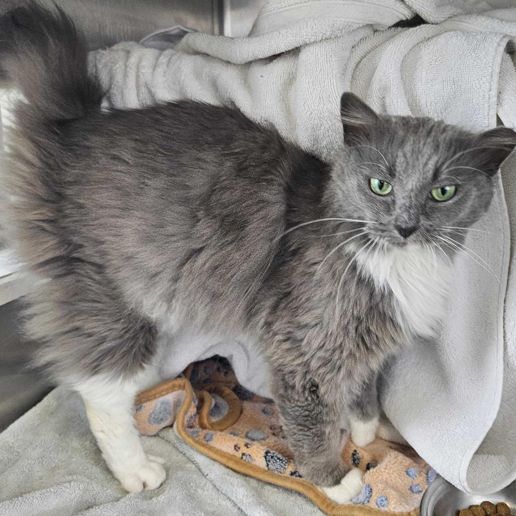 Micky, Adoptable, Adult Female Domestic Medium Hair.