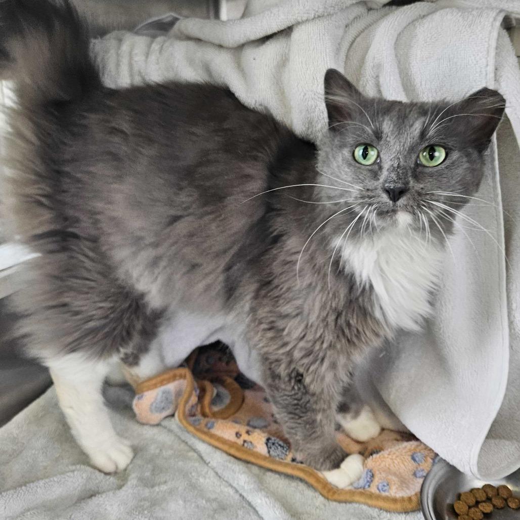 Enlarge Micky, a Adoptable Domestic Medium Hair in Dover, NH image 2/3