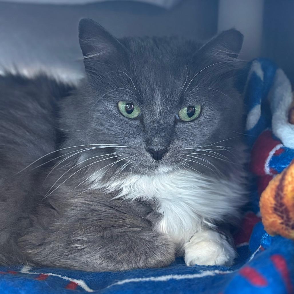 Enlarge Micky, a Adoptable Domestic Medium Hair in Dover, NH image 3/3