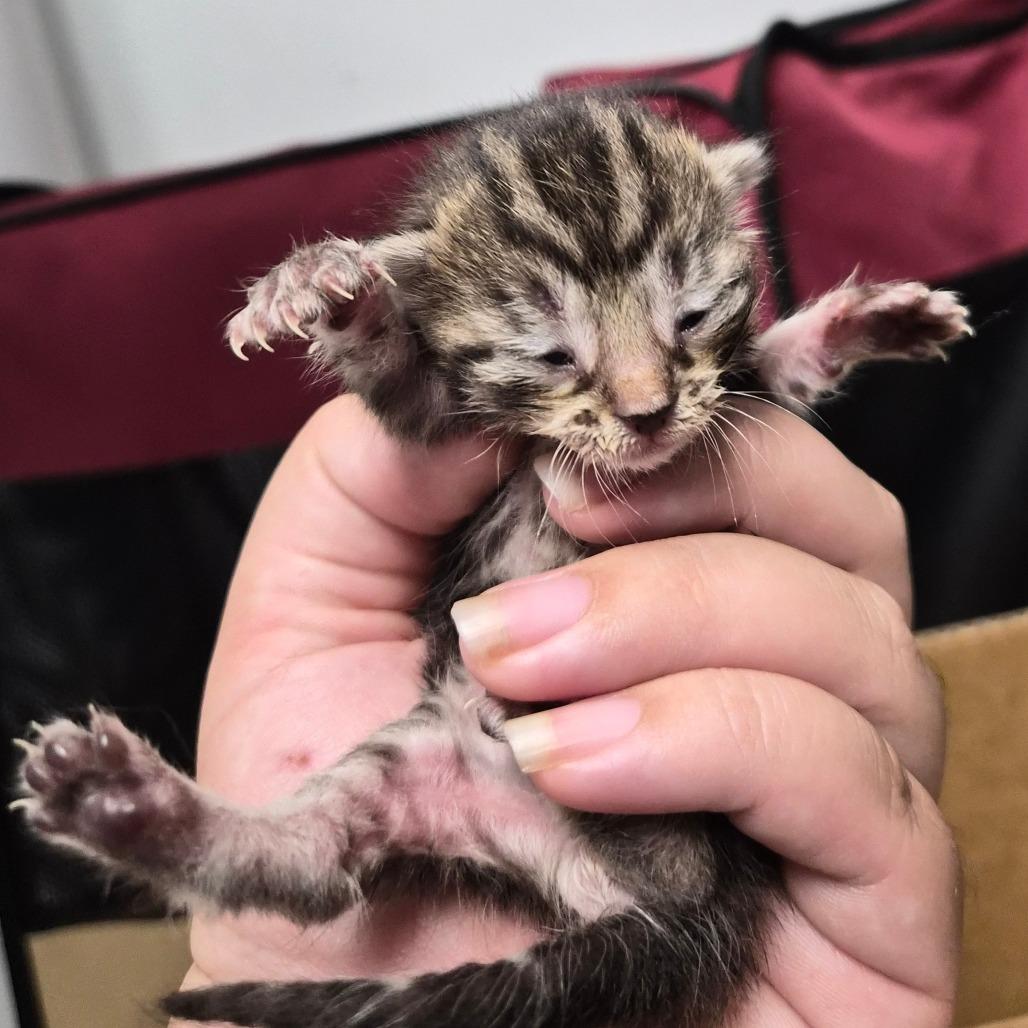 Sheriff, Adoptable, Kitten Male Domestic Short Hair.
