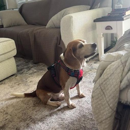 Enlarge Rooster, an adoptable Beagle in Ocala, FL image 5/6