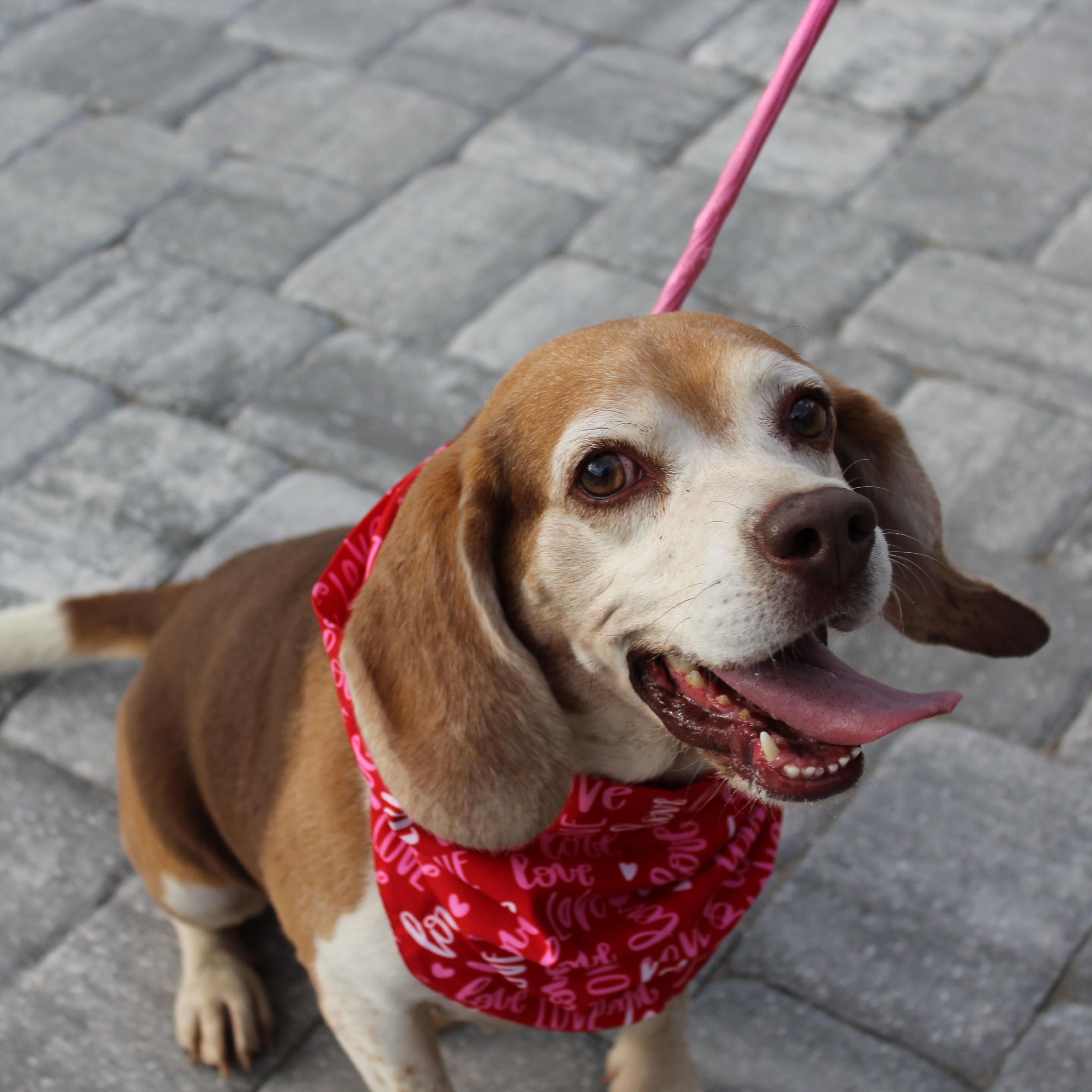 Enlarge Rooster, a ADOPTABLE Beagle in Ocala, FL image 5/6