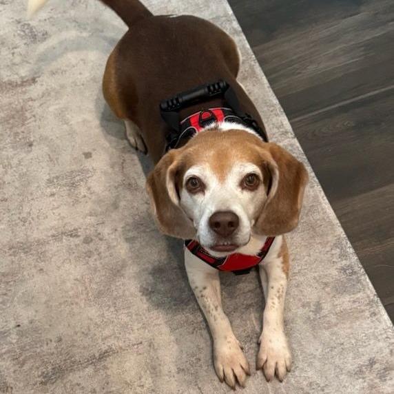 Enlarge Rooster, an adoptable Beagle in Ocala, FL image 1/6