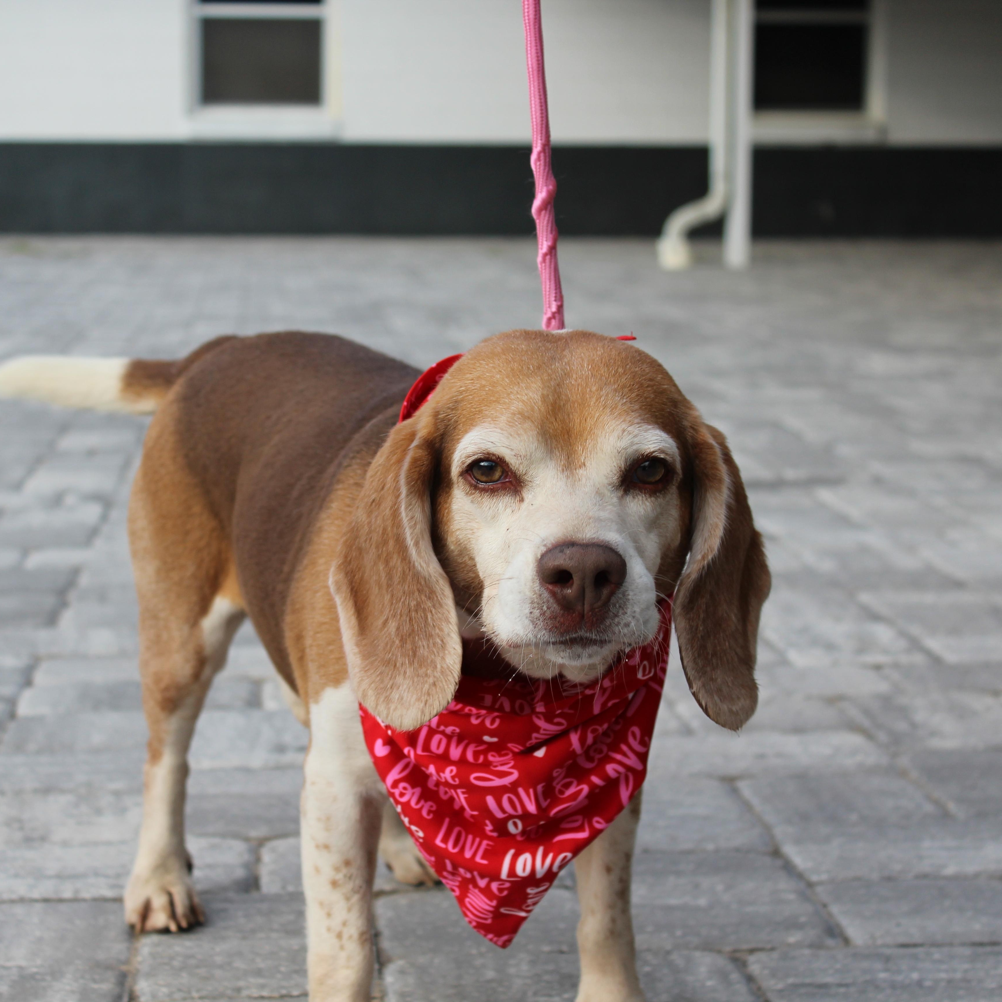 Enlarge Rooster, a ADOPTABLE Beagle in Ocala, FL image 3/6