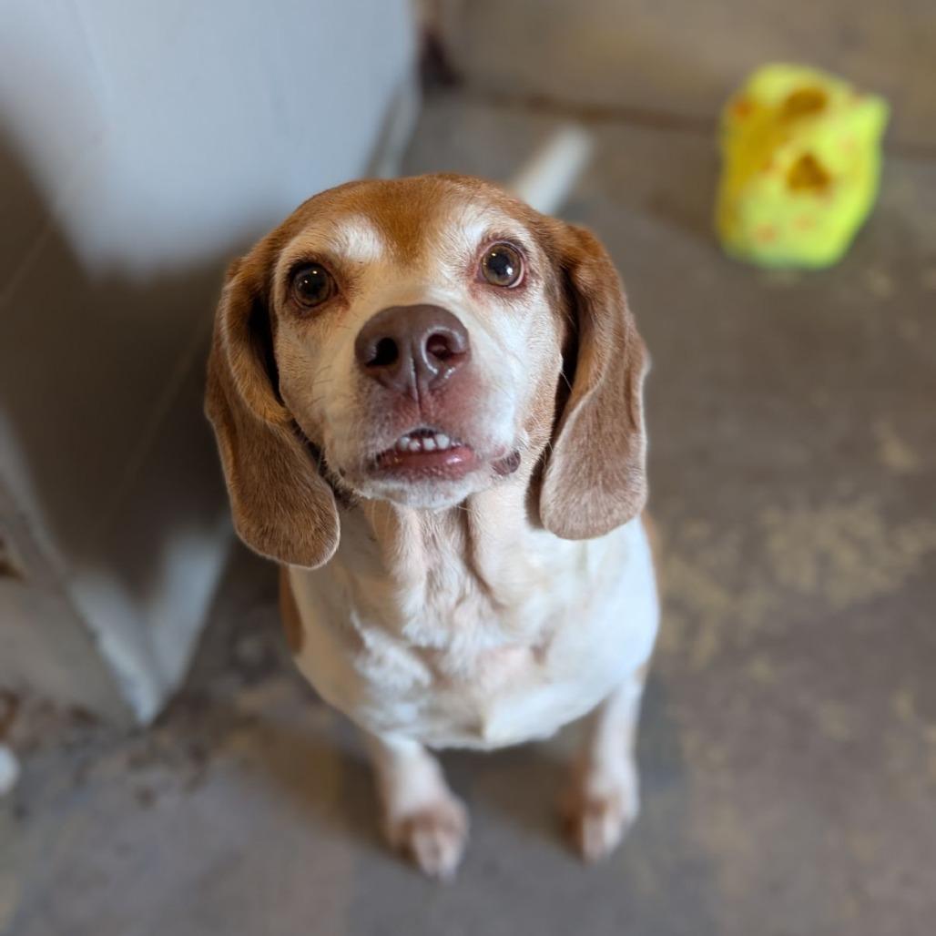 Enlarge Rooster, a ADOPTABLE Beagle in Ocala, FL image 6/6