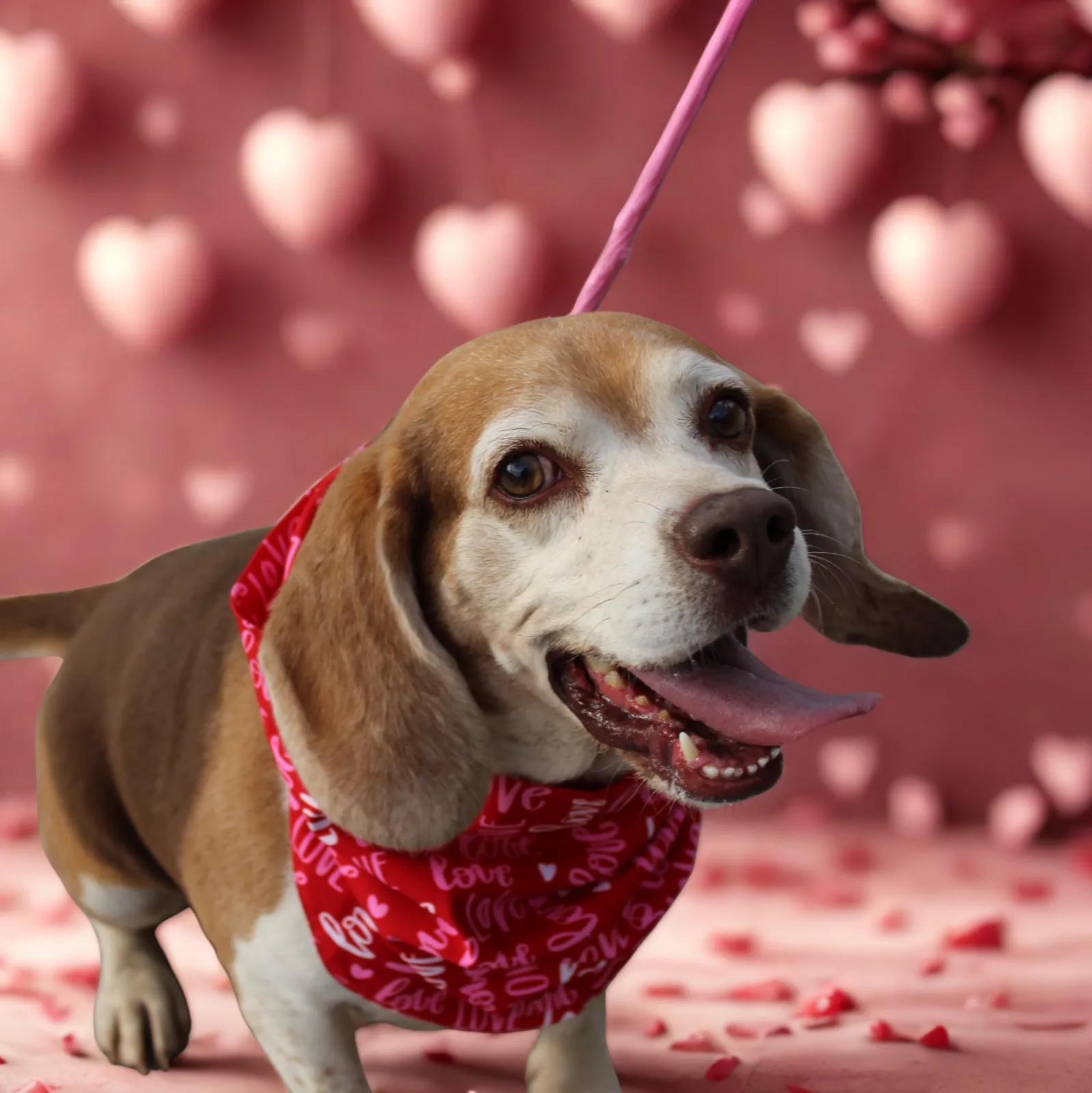 Rooster, ADOPTABLE, Adult Male Beagle.