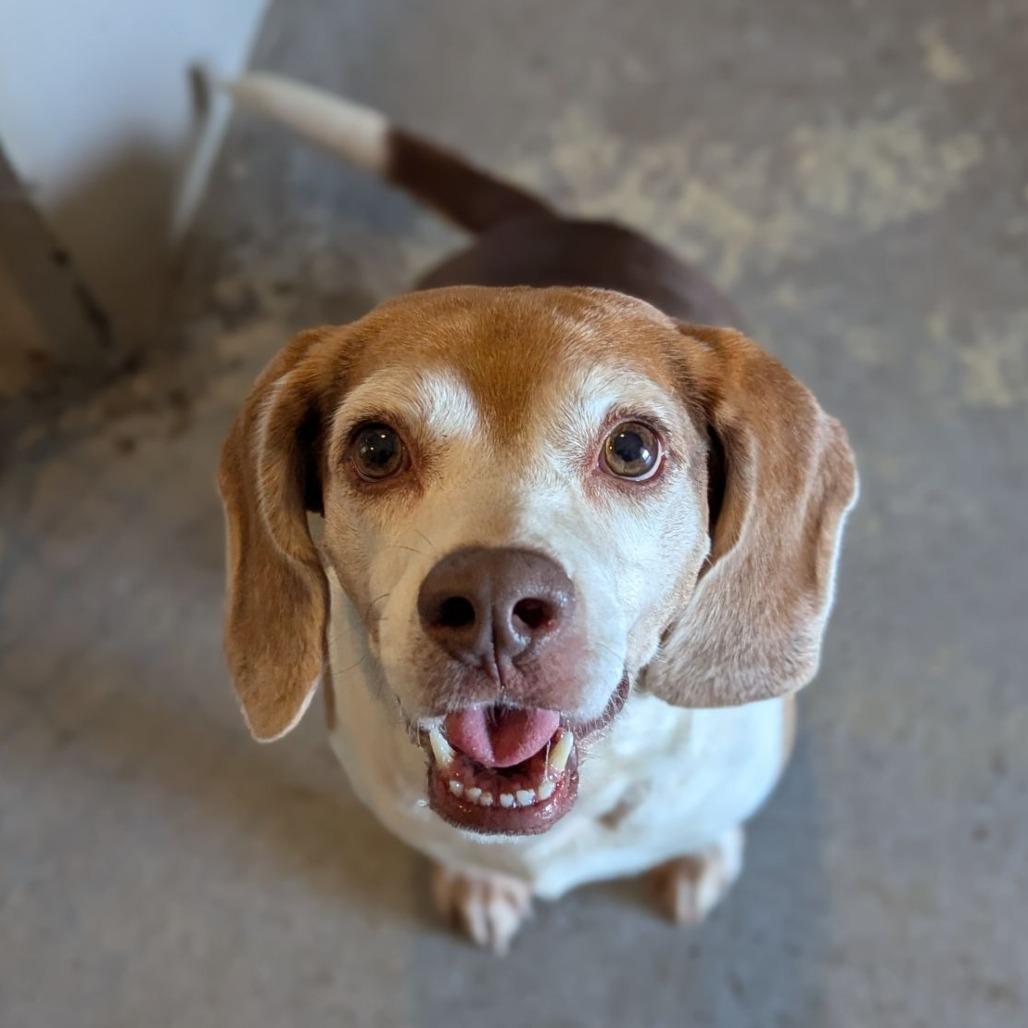Enlarge Rooster, a ADOPTABLE Beagle in Ocala, FL image 2/6