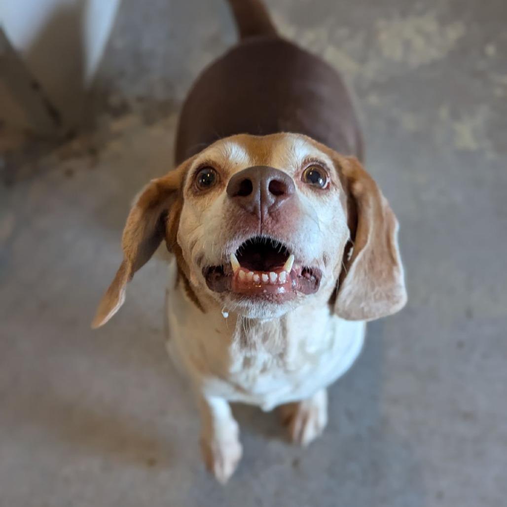Enlarge Rooster, a ADOPTABLE Beagle in Ocala, FL image 4/6