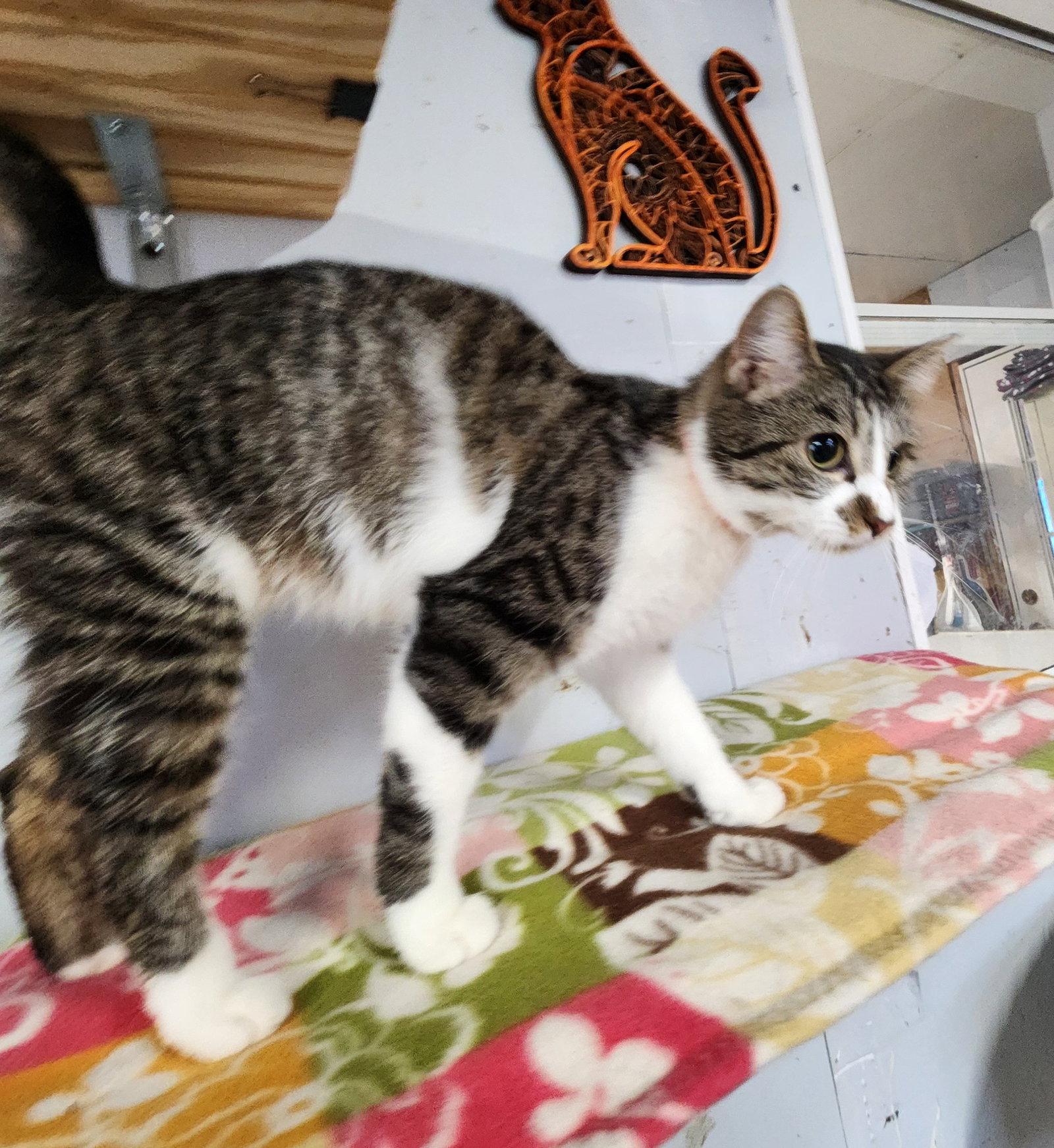 Camille, Adoptable, Young Female Domestic Short Hair.