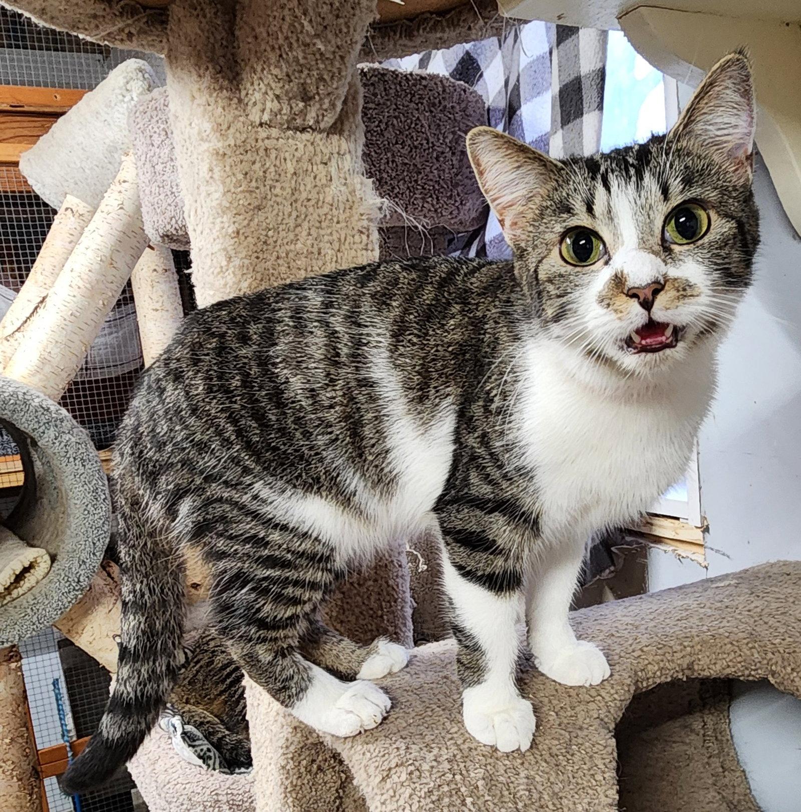 Enlarge Camille, a Adoptable Domestic Short Hair in Crossville, TN image 2/3