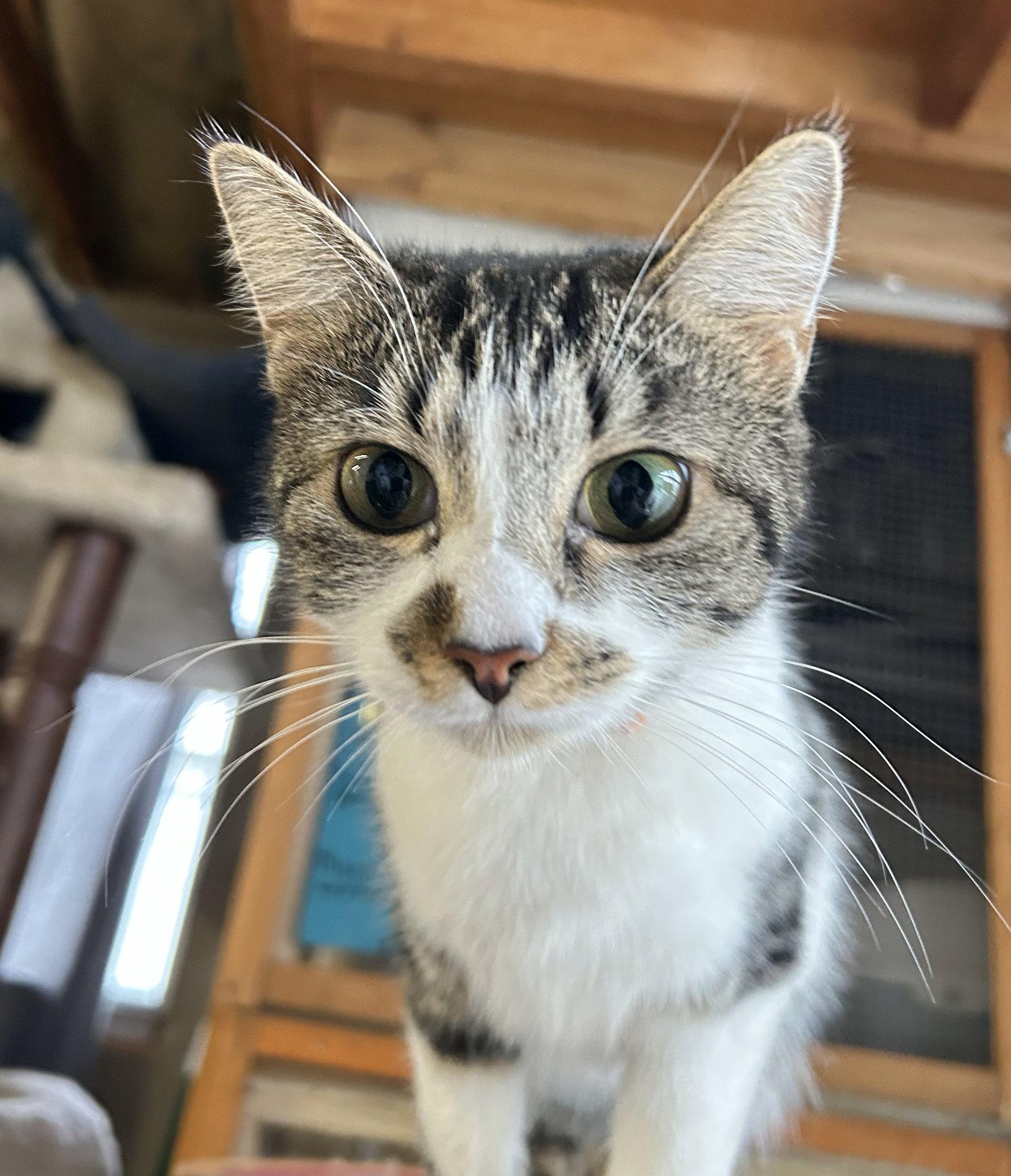 Enlarge Camille, a Adoptable Domestic Short Hair in Crossville, TN image 3/3