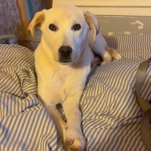 Sage, Adoptable, Young Female Labrador Retriever & Mixed Breed.