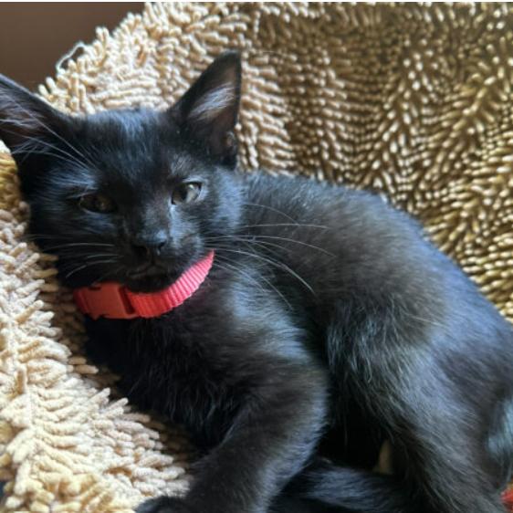 Gigi, Adoptable, Young Female Domestic Short Hair.