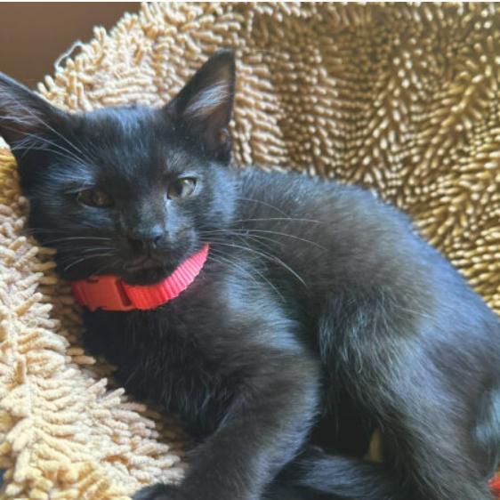 Gigi, a Adoptable Domestic Short Hair in Chapel Hill, NC image 1/2
