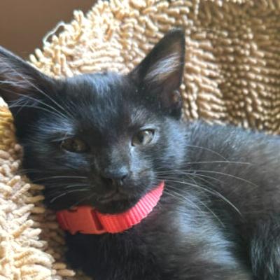 Gigi, a Adoptable Domestic Short Hair in Chapel Hill, NC image 2/2