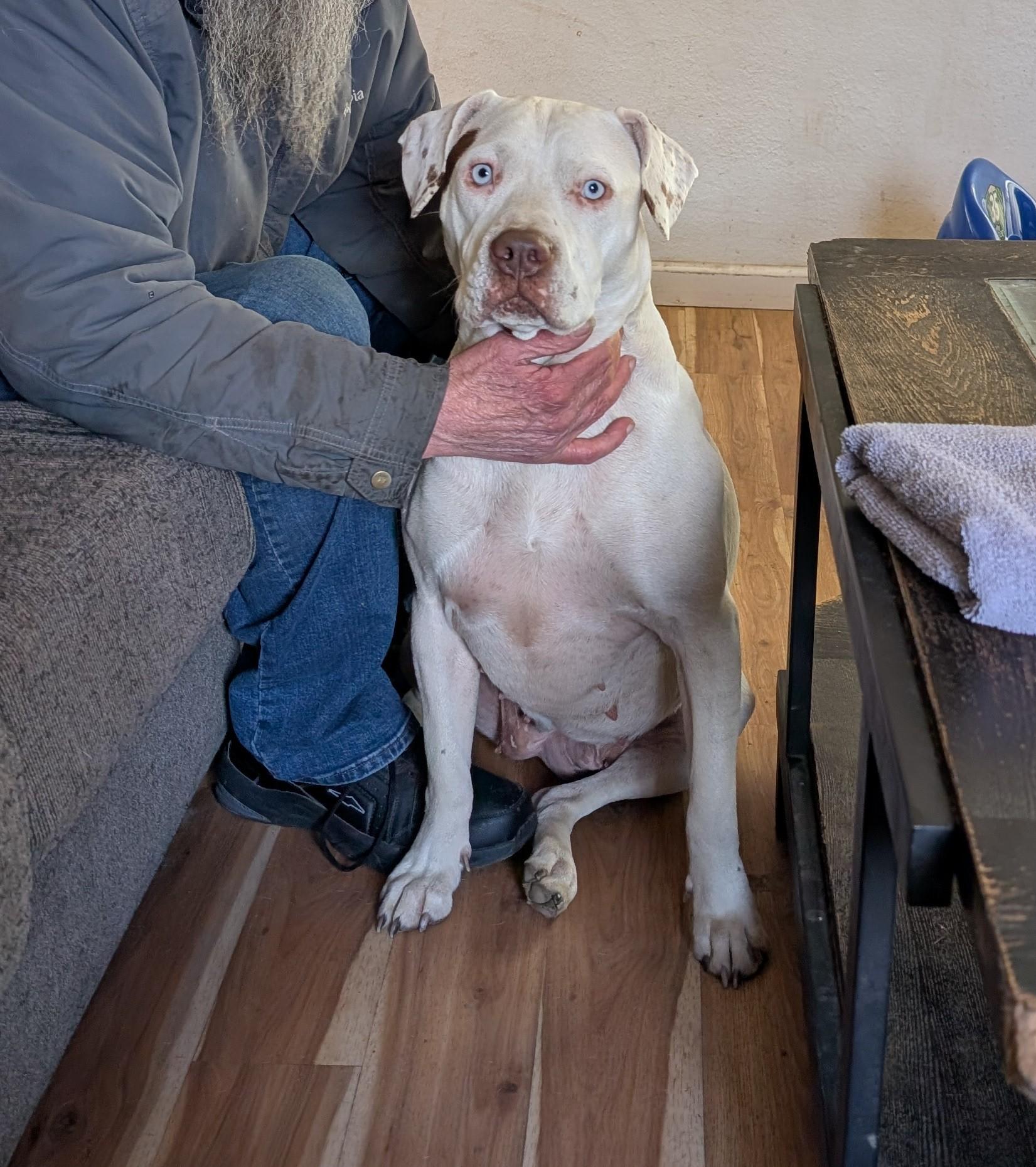 Nelly, ADOPTABLE, Young Female Pit Bull Terrier.