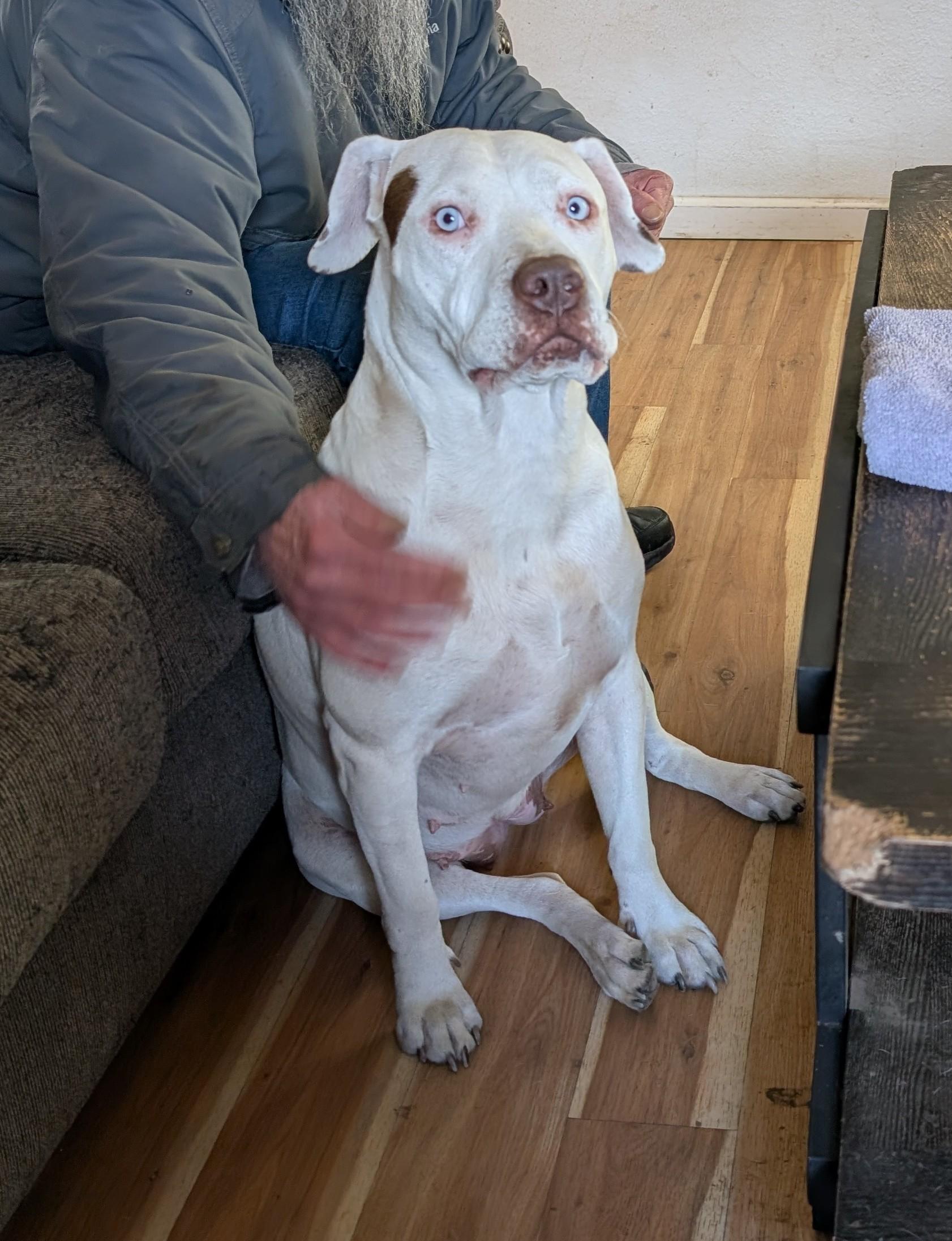 Nelly, a ADOPTABLE mixed breed image 2/4