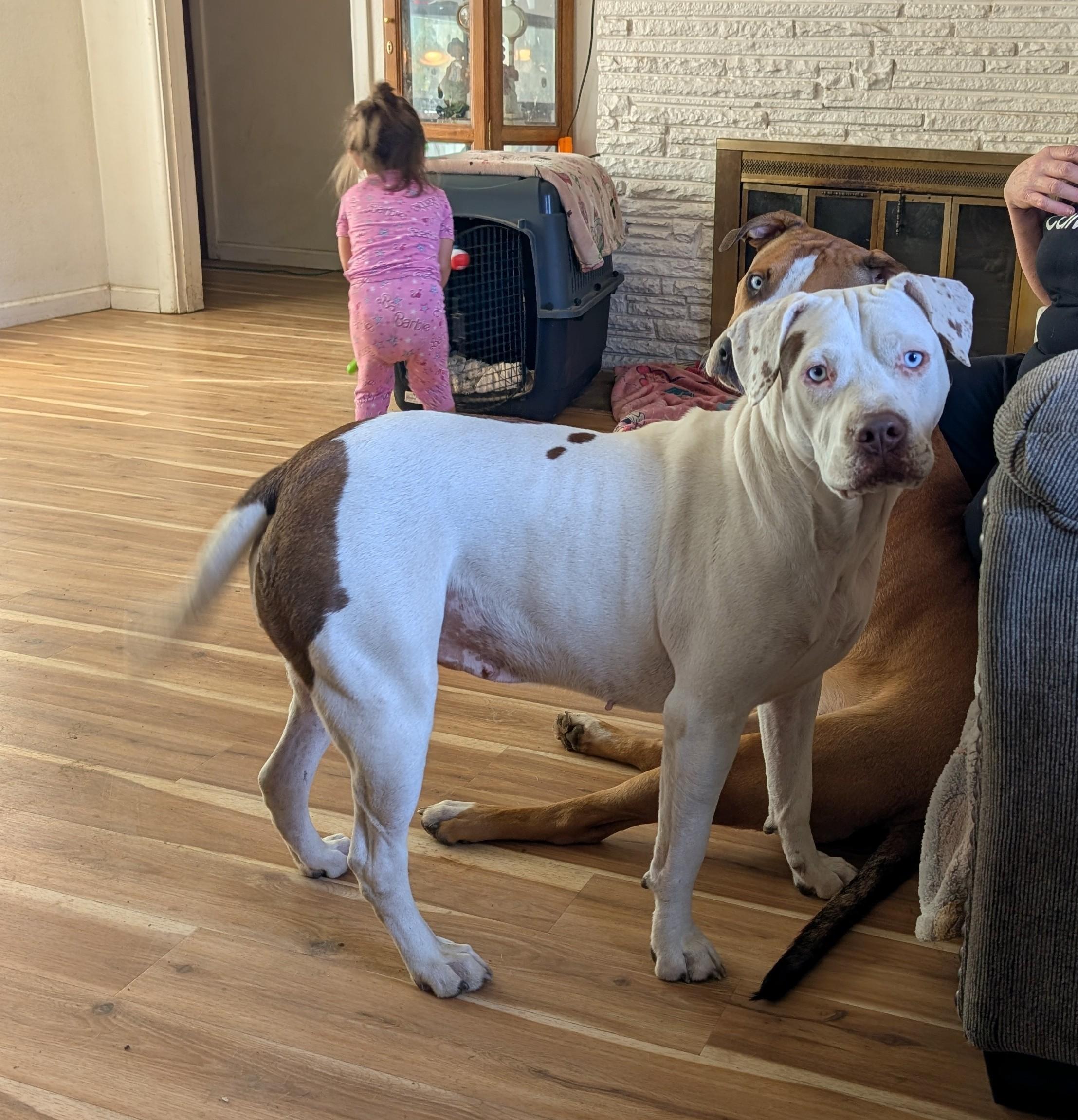 Nelly, a ADOPTABLE mixed breed image 3/4