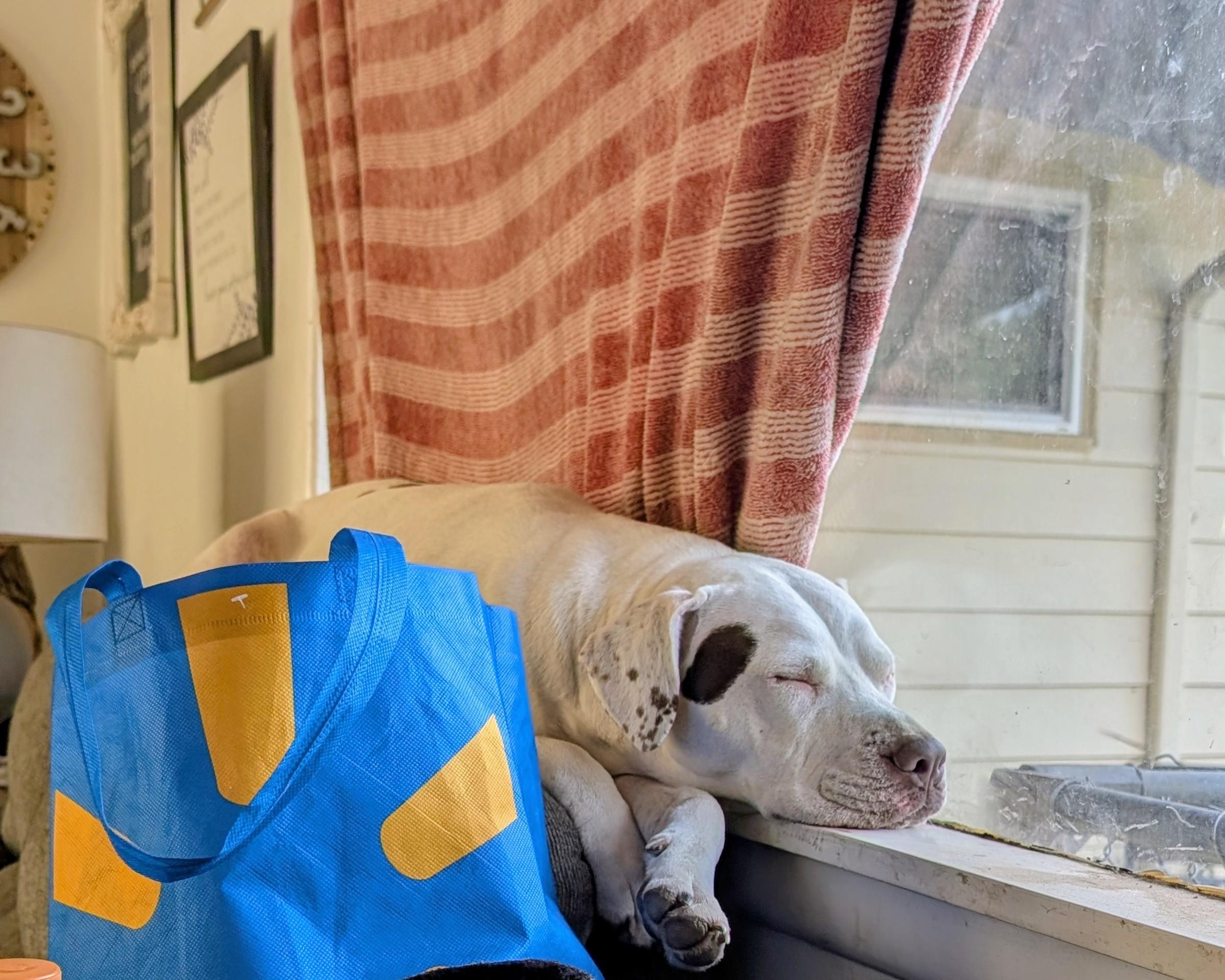 Nelly, a ADOPTABLE mixed breed image 4/4