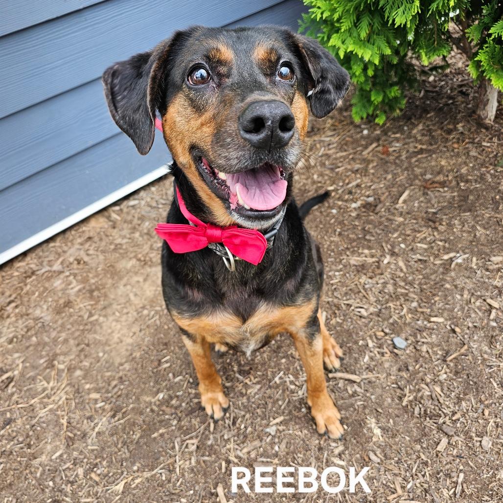 Enlarge Reebok(Halas), a Adoptable mixed breed in Madisonville, TN image 1/6