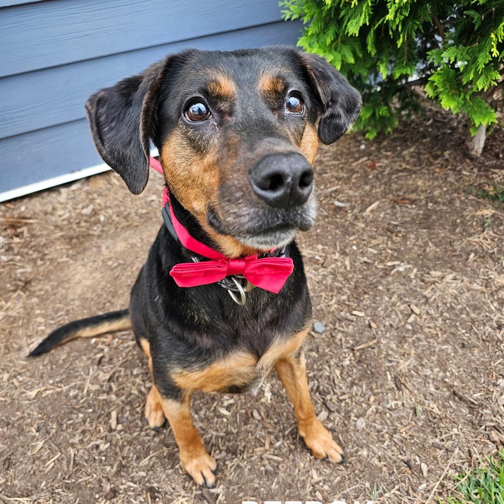 Enlarge Reebok(Halas), a Adoptable mixed breed in Madisonville, TN image 2/6