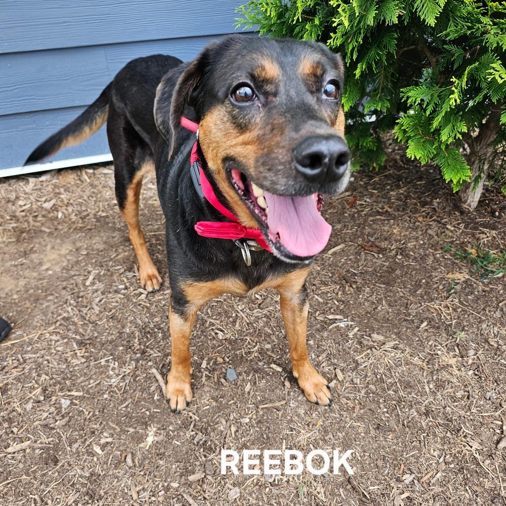 Enlarge Reebok(Halas), a Adoptable mixed breed in Madisonville, TN image 3/6