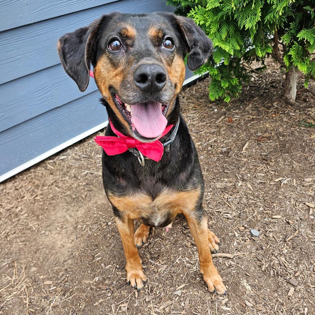 Enlarge Reebok(Halas), a Adoptable mixed breed in Madisonville, TN image 4/6