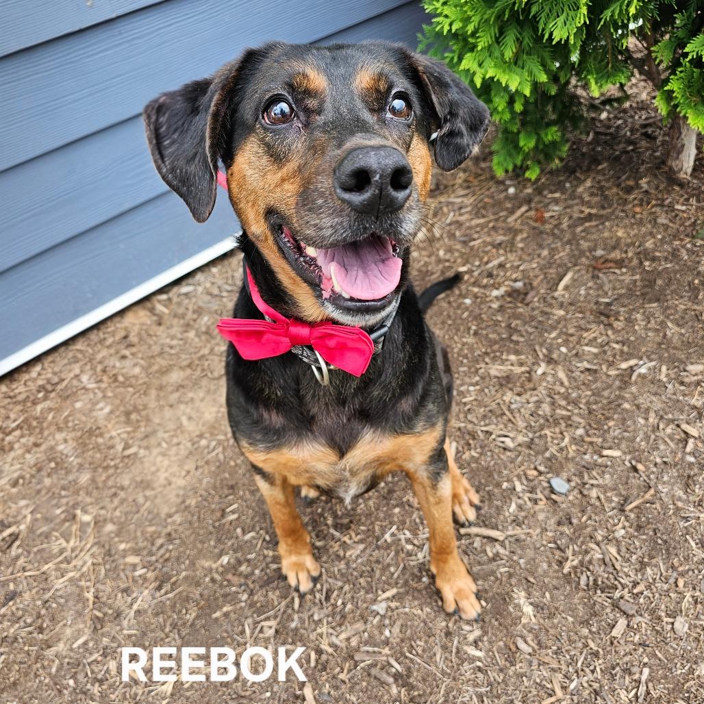 Enlarge Reebok(Halas), a Adoptable mixed breed in Madisonville, TN image 5/6