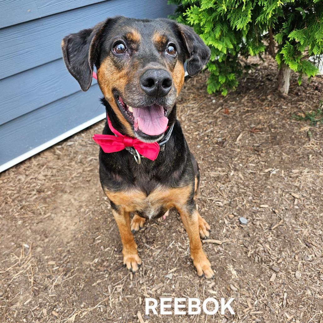 Enlarge Reebok(Halas), a Adoptable mixed breed in Madisonville, TN image 6/6