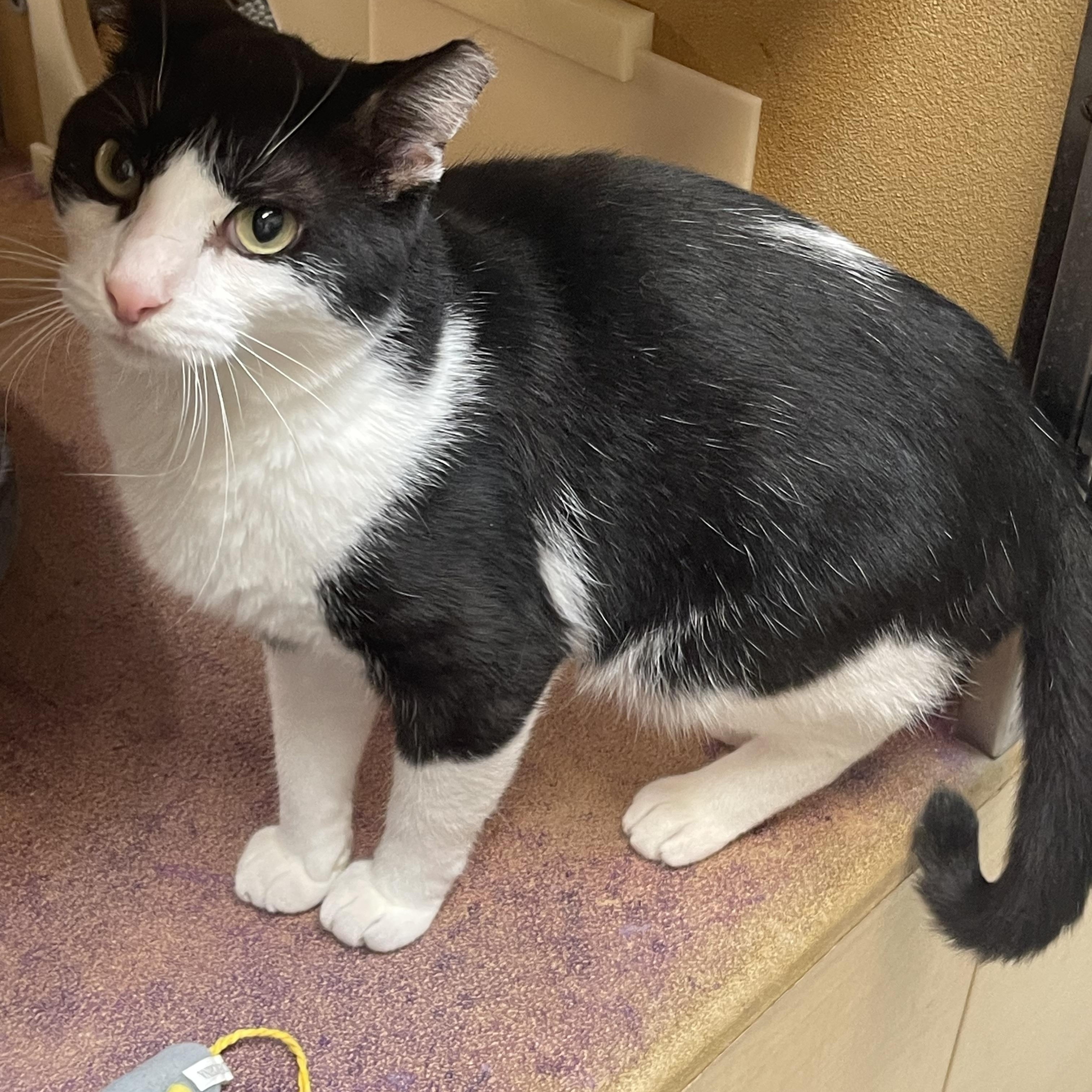 Houdini, a ADOPTABLE Domestic Short Hair in Highland, IN image 2/4