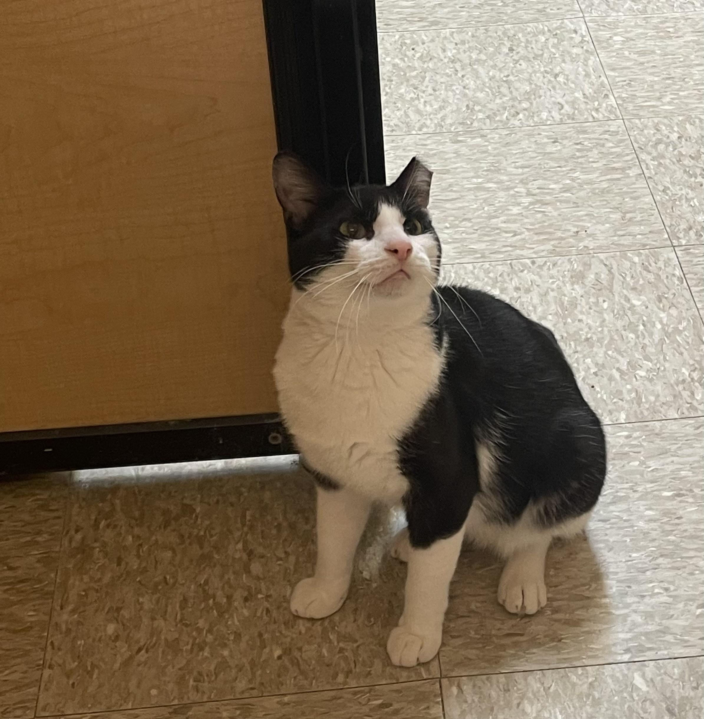 Houdini, a ADOPTABLE Domestic Short Hair in Highland, IN image 3/4
