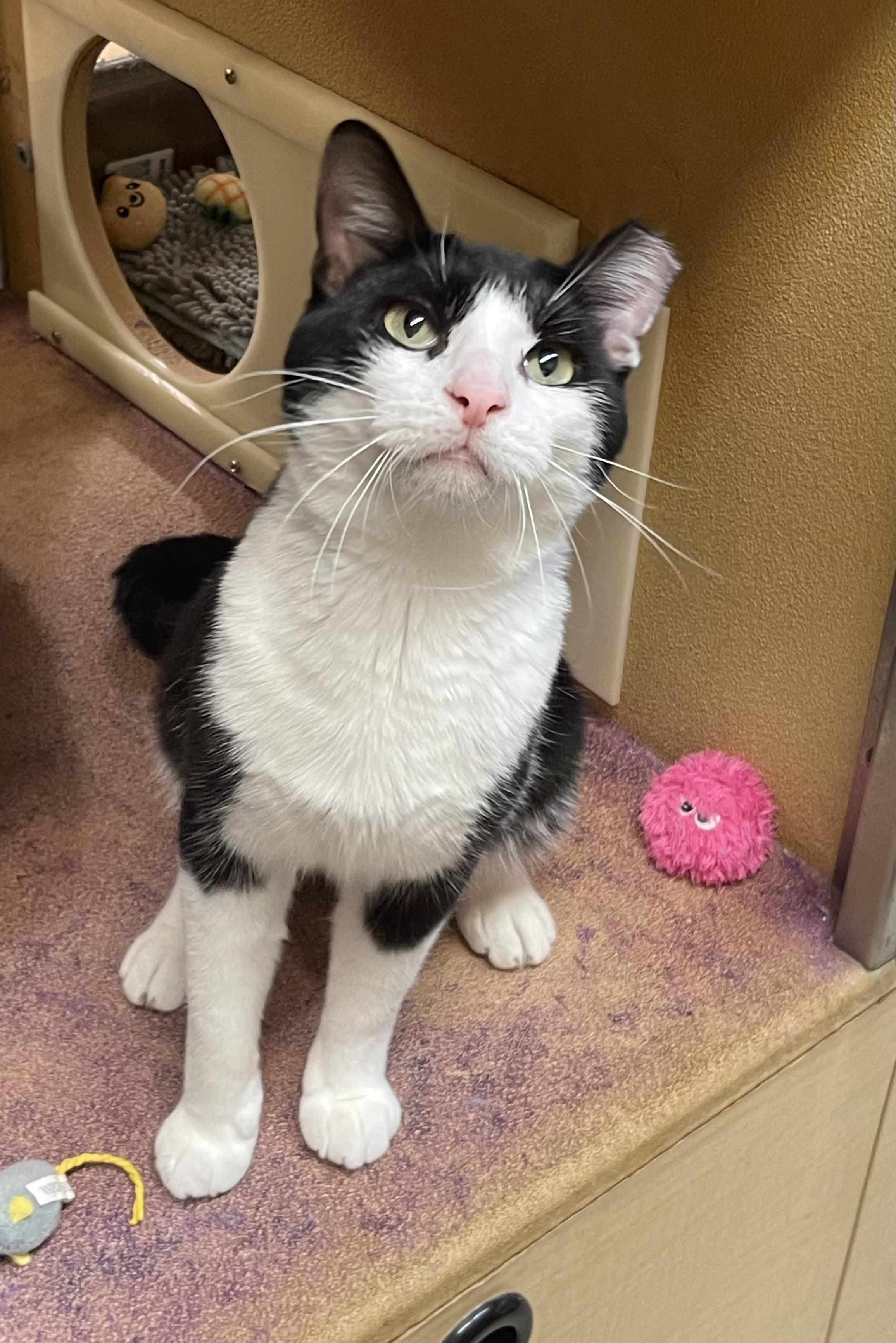 Houdini, a ADOPTABLE Domestic Short Hair in Highland, IN image 1/4
