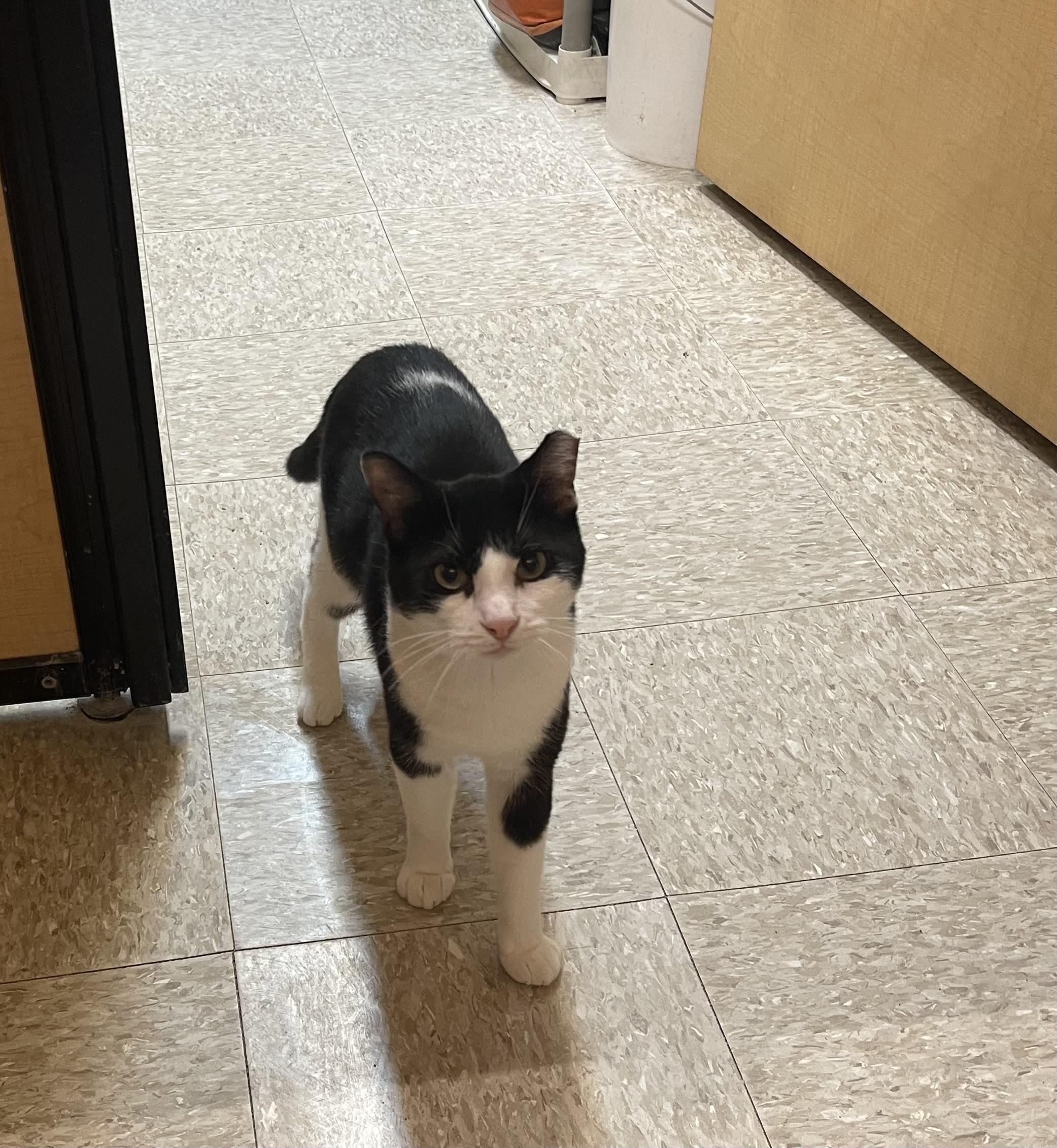 Houdini, a ADOPTABLE Domestic Short Hair in Highland, IN image 4/4